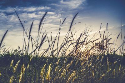 grain against the sky