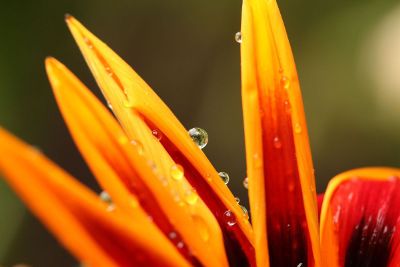 wet petals from dew