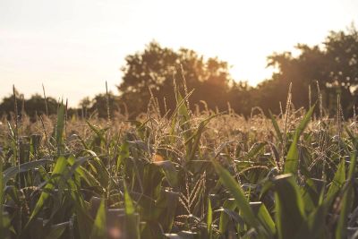 cornfield in the sunshine