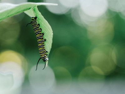 caterpillar on a leaf