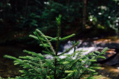small pine tree