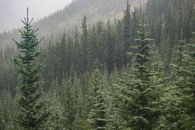 forest on ascending slope