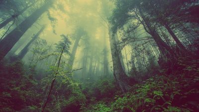 atmospheric forest scene