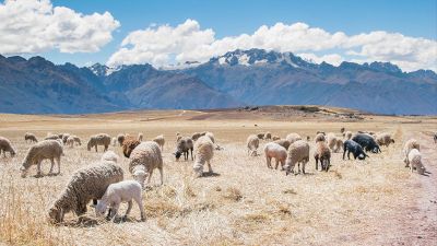 grazing sheep