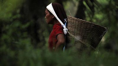 harvest in the basket