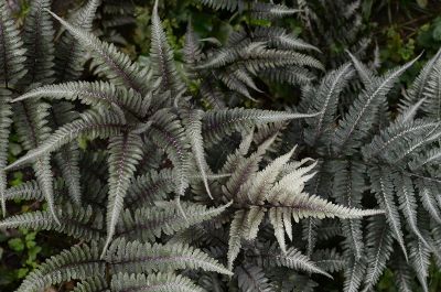 ferns growing