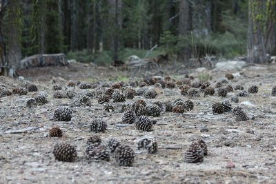 pine cones on forest floor