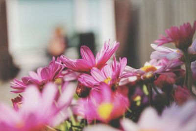 flowers in the flowervase