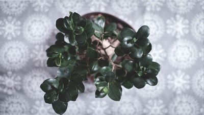 flowers in pot