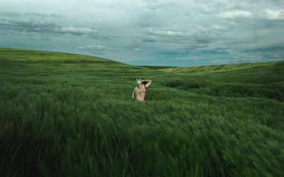 man in a field of grass