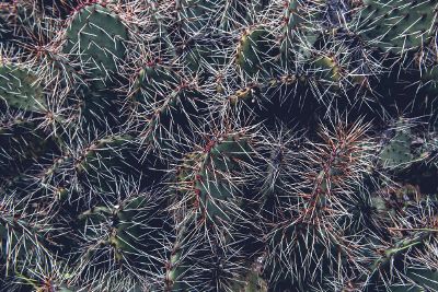 broad leaf cactus