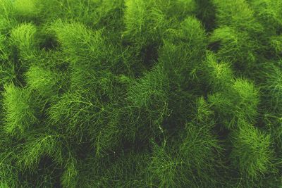 soft green ferns