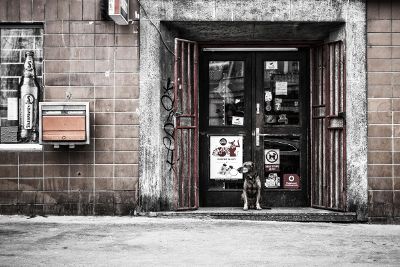 dog at door