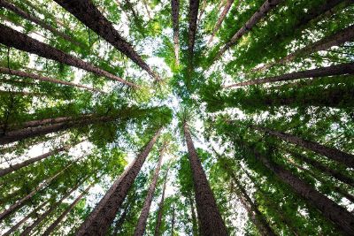 looking up at sky through trees