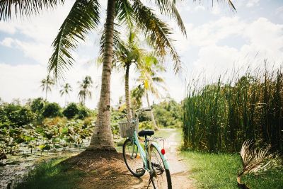 bicycle by a palm tree