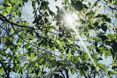 sun shining through tree leaves