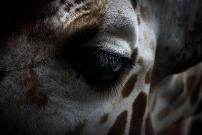 giraffe eyeball