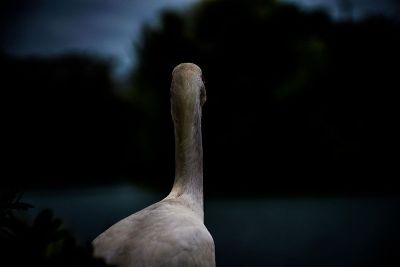 white fowl