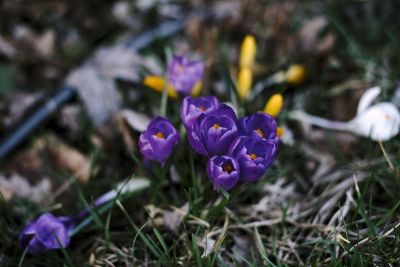 flowers in grass