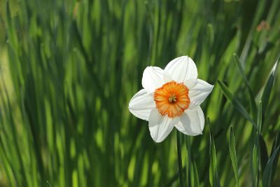 beautiful white flower