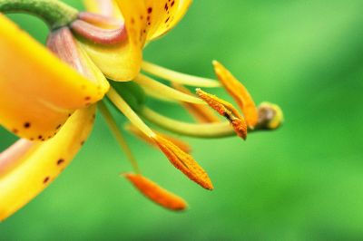 lily pollen