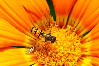 bee on an orange flower