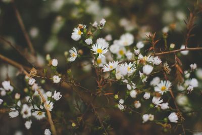 spring white flowers