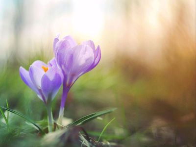 delicate purple flowers