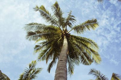 looking up a palm tree