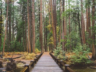 bridge through forest