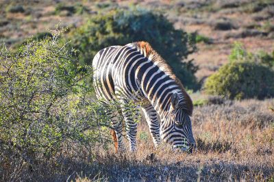 zebra eating grass