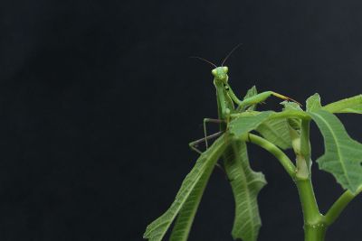 praying mantis on a leaf