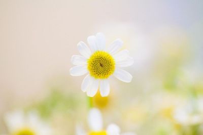 pretty daisy
