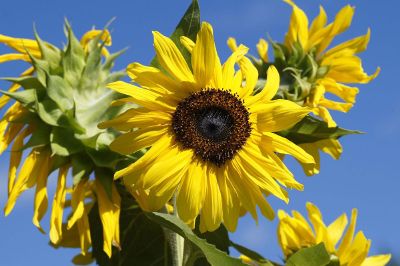 sunflowers against blue sky