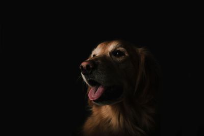 profile of dog
