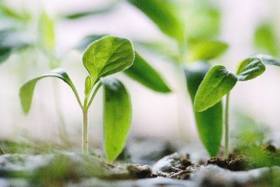 plant sprouting