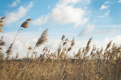 field against a clear sky