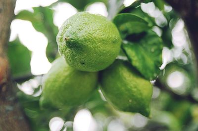 lemons hanging from lemon tree