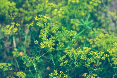 lots of tiny yellow flowers