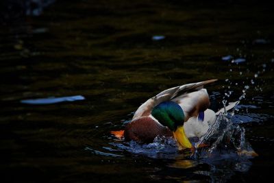 duck in water