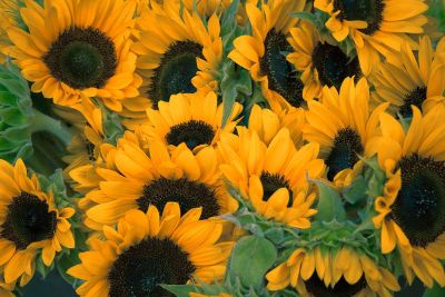 grouping of sunflowers