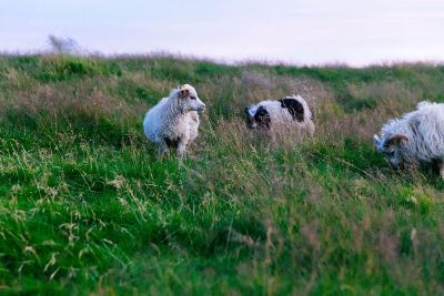 dog herding sheep