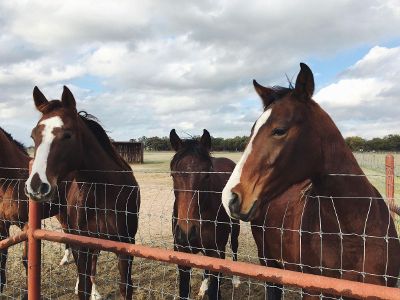 horses by fence