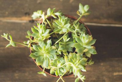 succulent in pot