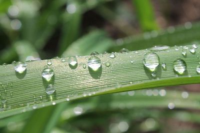 dew on a plant stem