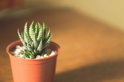 cactus in a pot