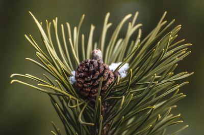 pine cone still