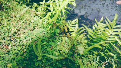 butterfly on plants