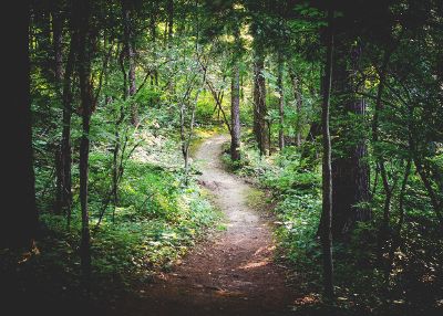 peaceful woods