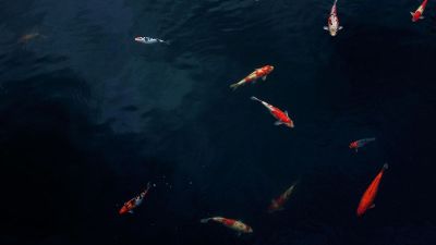 koi carp in the pond